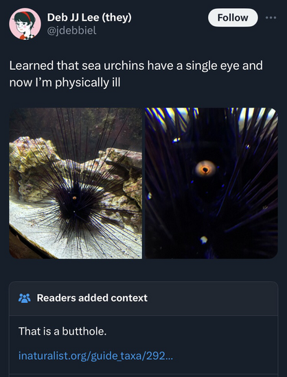 Tweet by @jdebbiel: “Learned that sea urchins have a single eye and now I’m physically ill” with a picture of a long-spined sea urchin with a spherical appendage containing a black circle surrounded by a bright orange iris-like ring  Community Notes: That is a butthole.  https://www.inaturalist.org/guide_taxa/292192