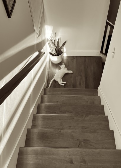 in sepia tone, a white kitten lays at the Botton of a wooden stairwell next to a potted plant. She looks up at the source of the dramatic diagonal light that creates streaks of shadows on the wall to the left. A single light switch on the right wall reminds us that life is a turn-on.