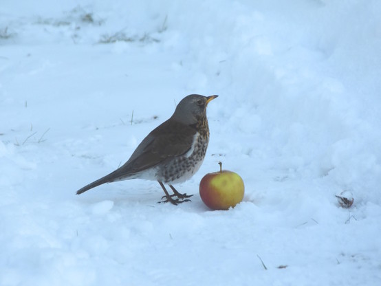 Fieldfare on snow-covered ground, standing besides an apple