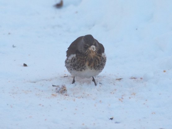 Birb after having wolfed most of the apple. Snow covers its beak