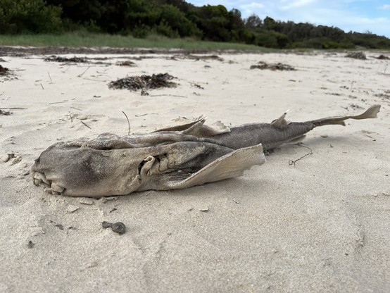 The somewhat dried out corpse of a small shark (just over a metre long) on the beach just above the high tide line. 