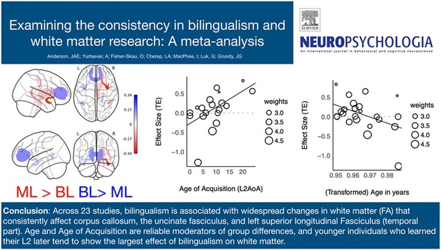 Scientific research presentation slide titled "Examining the consistency in bilingualism and white matter research: A meta-analysis," featuring brain diagrams with highlighted regions, scatterplots showing effect sizes related to age of bilingual language acquisition and transformed age