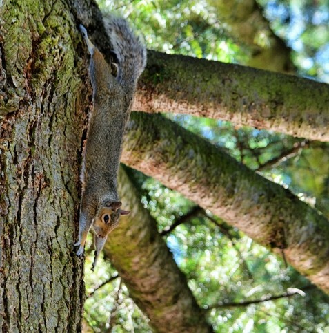 A squirrel is hanging by its back feet from the trunk of a large Douglas Fir tree. It is stretched out reaching down with its front paws. Only a small portion of the side of the tree trunk is in the photo. Three large branches in the background give an impression of how large the tree is.