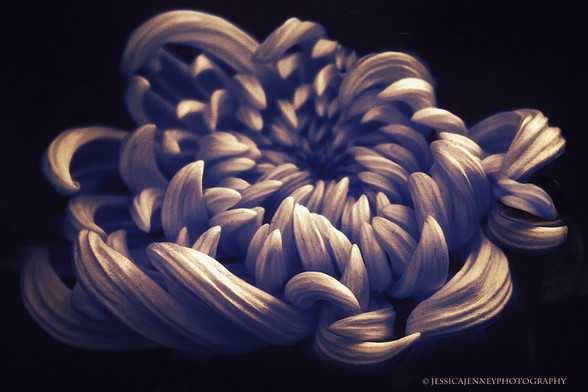 Closeup of a beautiful Chrysanthemum flower in sepia tones.
By Jessica Jenney