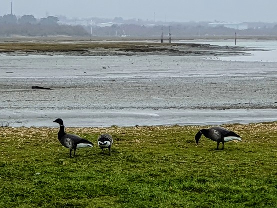 3 Brent geese grazing by the shoreline, with mudflats beneath an overcast sky stretching into the distance 