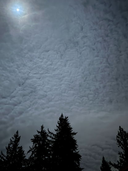 A night sky blanketed by funky wavy clouds that look like they're from an impressionist painting. Tall evergreen trees stand below like an awed audience in silhouette as the moon tries to break through in the upper left hand corner of the image.