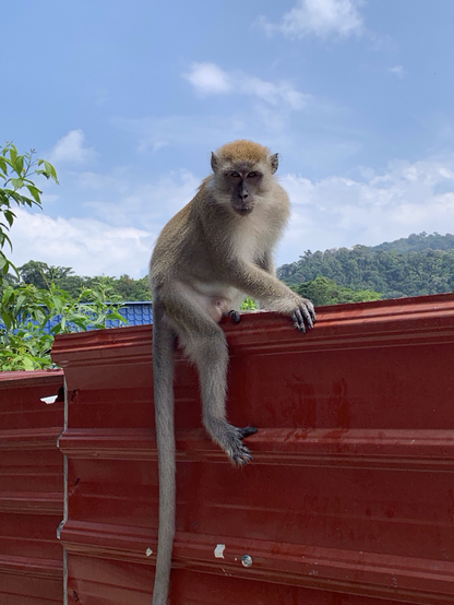 monkey