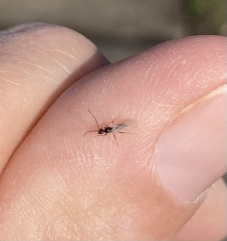 Small winged ant on a human finger.