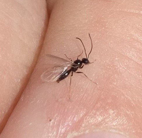 Closer side view of the same ant, which shows how impressively long the antennae are.