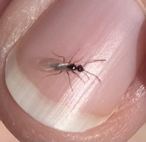 One more view showing six long legs, two long antennae, and … something else in the front.