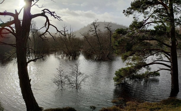 Looking between two trees at a flooded area, with a lot of trees sticking out of  the water. Darker vegetation in the distance, and a hill at the back.