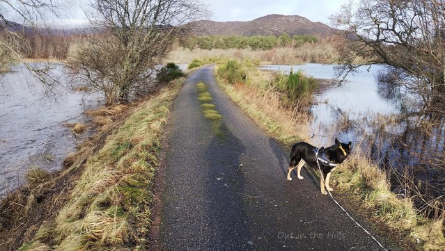 A minor road, raised above the surrounding land, which is flooded on both sides. Scattered trees under water. Woodland in the distance, and hills at the back. Moray the dog stood looking at the flooding.