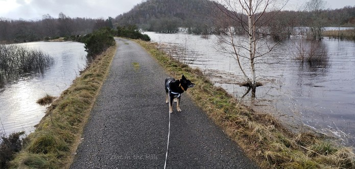 A minor road, raised above the surrounding land, which is flooded on both sides. Scattered trees under water. Woodland in the distance, and a hill at the back. Moray the dog stood looking at the flooding.