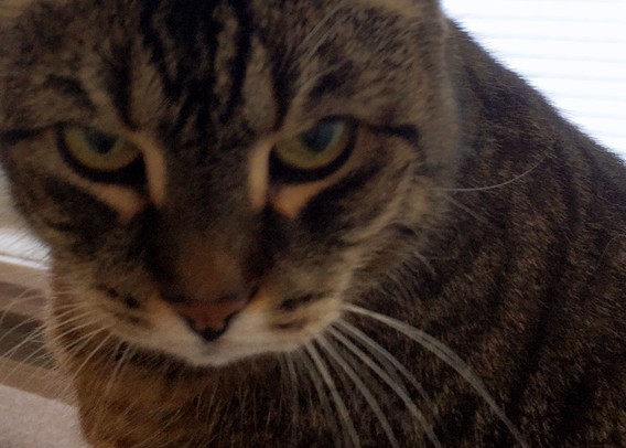 Close-up of a tabby cat looking at the camera with an expression of utter disdain!