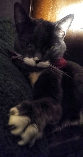 A grey and white cat wearing a scarf sat on bed looking at camera. 