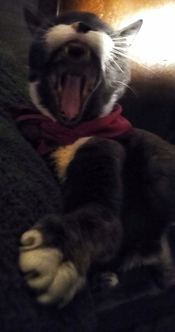 A yawning grey and white cat wearing a scarf