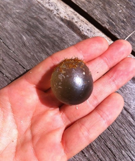 Un alga esférica de color verde oscuro en la mano de una persona, ocupando desde una mitad del dedo índice a la mitad del anular.