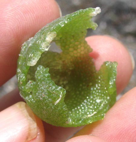 La misma especie, pero rota y vacía. En las paredes se ven celdas hexagonales.