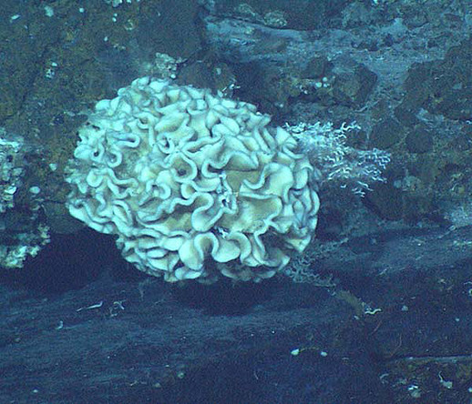 Alga con estructuras planas curvas y replegadas, como si tuviera volantes apiñados.
