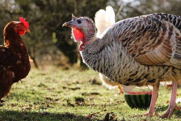 Pute Rika und die Hühner im Land der Tiere