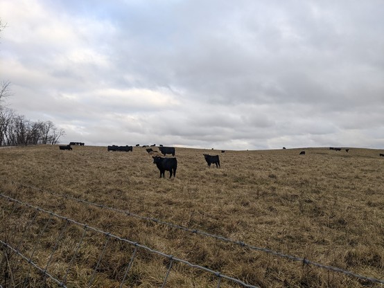 Photo of a field with black Angus cattle watching us on the walking trail.