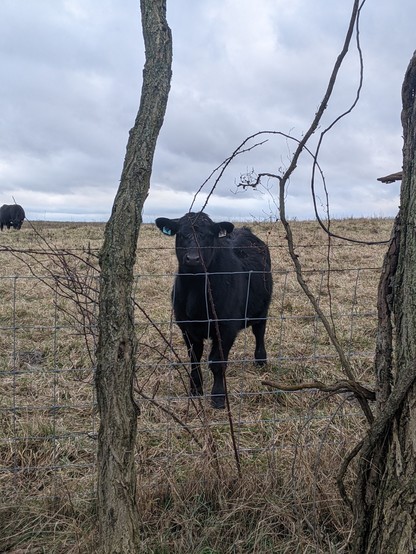 Close up photo of a black Angus cow facing my phone camera. 