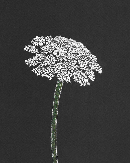 Delicate white flower with many tiny petals against a black background.