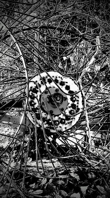 Black-and-white image showing details of a wheel rake (hay harvesting machine): rusty end disk of a wheel shaft, entangled in a flurry of rhythmically curved spikes from the neighbouring wheels. Forest undergrowth showing in the background.