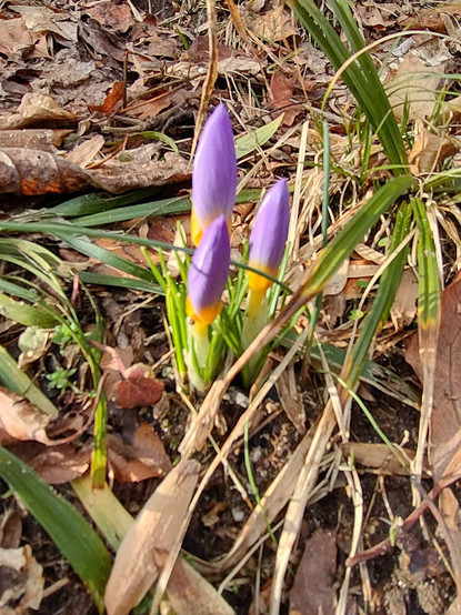 Photo: Three crocuses with flowers that are light purple with yellow bases above their stems. They are pushing up through brown leaf litter.