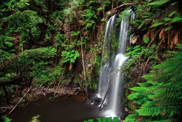 2 column of vertical span of waterfalls down into a water fall surrounded by green ferns in beech forest Apollo bay 