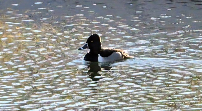 Ring necked duck (ring not visible) swimming.  Has two white rings on its bill, and white bottom half with black top half.