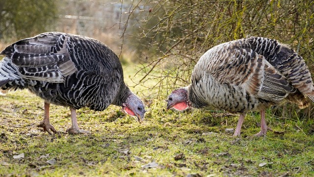 Die geretteten Puten Lotta und Rika im Land der Tiere