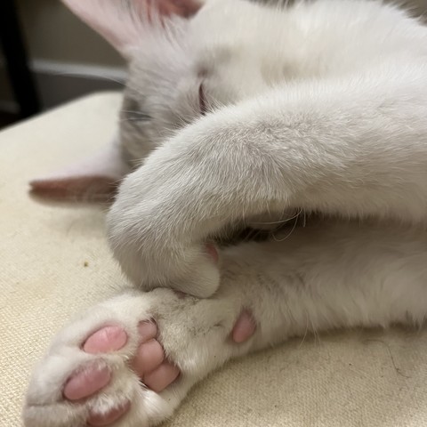A white kitten sleeps on her side. She has a splotch of grey on her forehead. Her top paw is bent in and her bottom paw stretches toward us too reveal her pink toes in sharp focus. She is dreaming of human hands dangling strings.