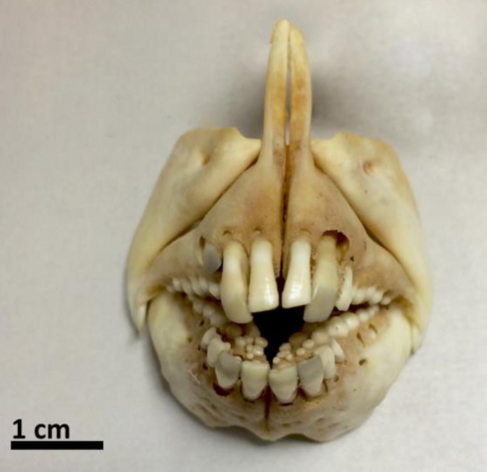 Dentadura del mismo pez, mostrando cómo tiene muchos más dientes pequeños en el interior.