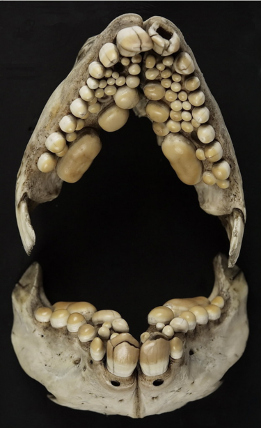 Dentadura abierta de un pez dodne se ven la multitud de dientes apiñados, grandes y redondeados.