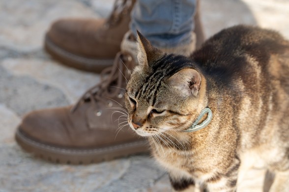 Katze getigert, tabby cat