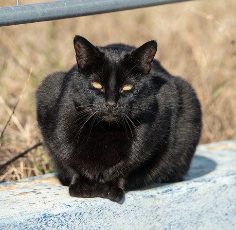 Black Cat in the sun, schwarze Katze sonnt sich
