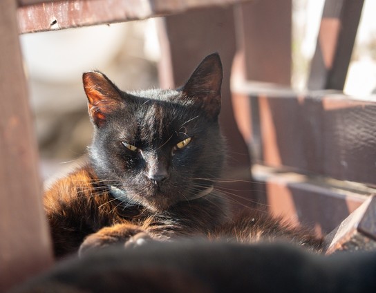 Katze mit misstrauischen Blick
Cat with suspicious look