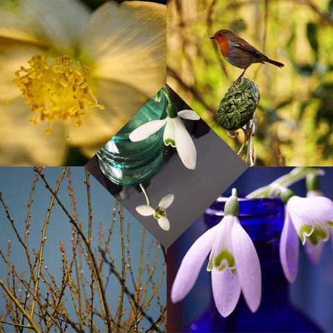 A collage of photos, snowdrops, willow buds, a robin and a hellebore flower.