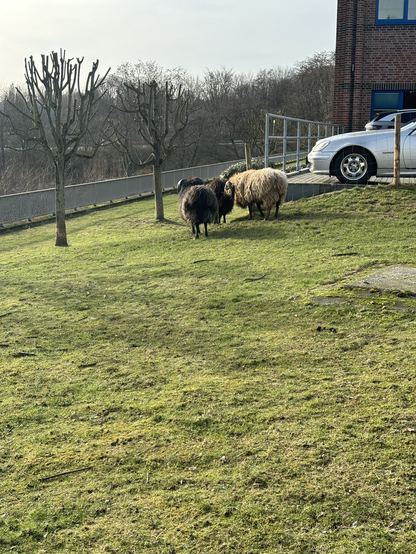 Schafe auf der Wiese einer Firma