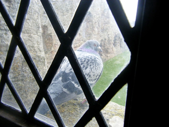 photo taken through diamond-shaped window panes, looking out on a pigeon that is sitting on a ledge high over the courtyard at an old castle ruin in scotland