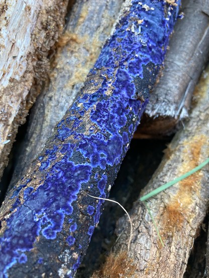 Very bright blue blotches on a rotten log
