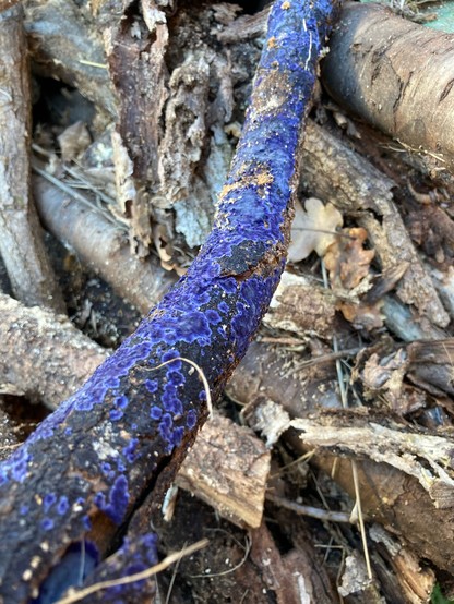 The same blue on a wider shot of the log 