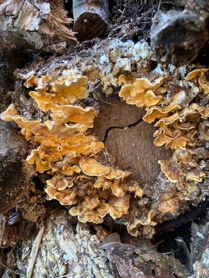 Mushrooms / funghi on the end of a log