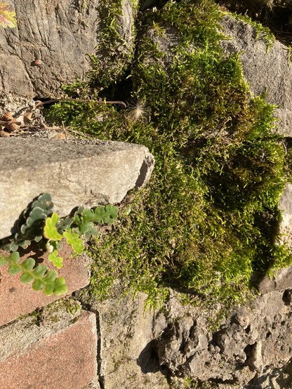 Moss on an old wall