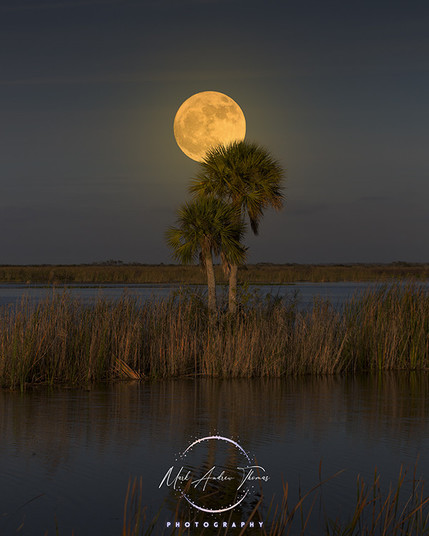A full moon rises above a pair of sabal palm trees at Big Cypress National Preserve.