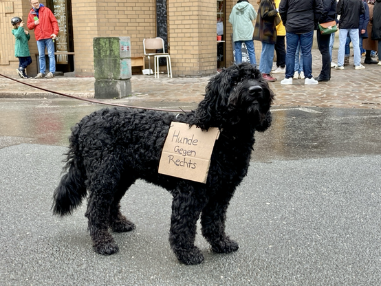 Ein Hund mit schwarzem Fell steht an einer Leine auf einer Straße, er schaut nach rechts oben am Betrachter vorbei. An seinem Geschirr ist ein kleines Pappschild befestigt auf dem steht: Hunde gegen rechts.