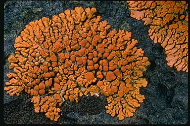 Very pretty, deep orange fan-shaped cluster of lichen on a slate grey stone background.