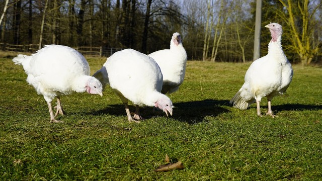 Die Puten Amelie, Cleo, Luna und Anouschka ein halbes Jahr nach ihrer Rettung im Land der Tiere