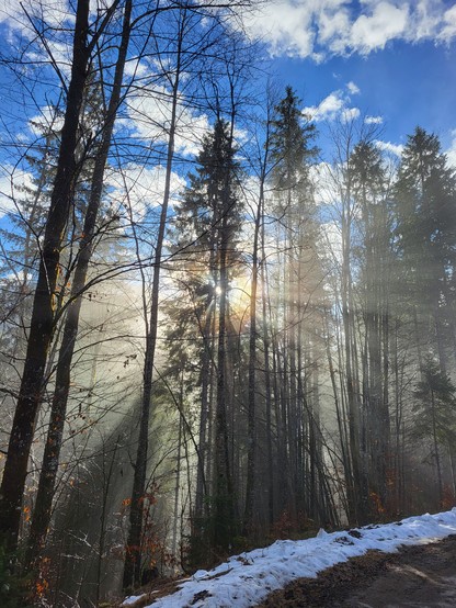 This is an outdoor winter scene in a spruce-fir forest. The sun is shining through the trees, casting a warm glow that contrasts with the cool colors of the landscape. The ground is covered in a thick layer of snow, reflecting the light from the sky. Overhead, the sky is a brilliant blue, with fluffy white clouds scattered across it. The dominant colors in the image are shades of grey, blue, and black. The trees in the forest are conifers, their needles dusted with snow. This is a serene and be…